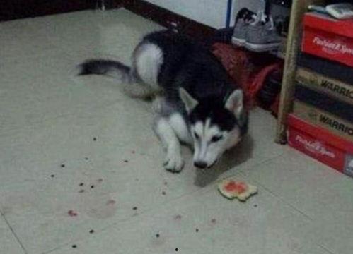 二哈吃瓜群众大哭视频,心疼狗狗泪如雨下