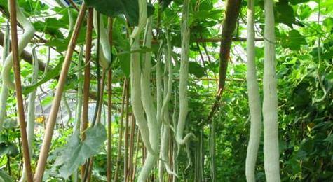 泰国小哥吃蛇瓜视频,惊险滋味大揭秘！