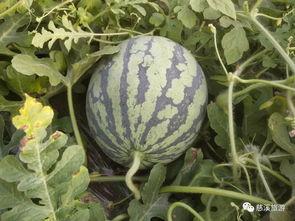 去西瓜节吃瓜视频,去西瓜节尽享清凉美味瞬间