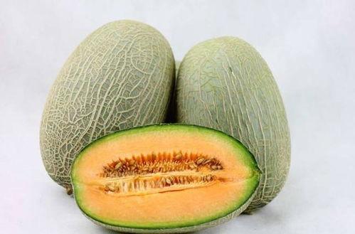 香猪吃哈密瓜好吗视频教程,美味营养两不误，视频教程教你轻松喂食