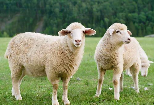 羊也吃哈密瓜吗视频,揭秘羊的饮食习惯