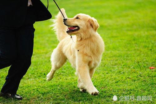 金毛可以吃酥瓜么吗视频,金毛犬能否享用酥瓜美食的揭秘