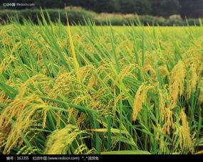稻田吃瓜写真视频素材大全,全景展示稻田吃瓜写真视频素材精选